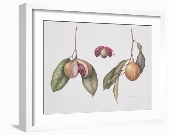 Nutmeg (Myristica Fragrans) 2004-Margaret Ann Eden-Framed Giclee Print