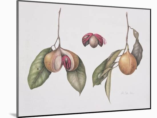 Nutmeg (Myristica Fragrans) 2004-Margaret Ann Eden-Mounted Giclee Print