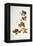 Nuts-Felicity House-Framed Premier Image Canvas