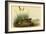 Nuttails Whipoorwill-John James Audubon-Framed Art Print