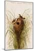 Nuttal's Lesser Marsh Wren-John James Audubon-Mounted Art Print