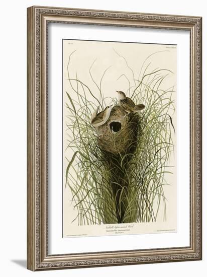 Nuttall's Lesser-Marsh Wren-null-Framed Giclee Print