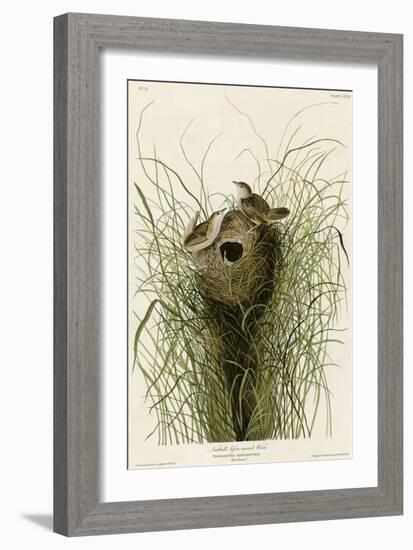 Nuttall's Lesser-Marsh Wren-null-Framed Giclee Print