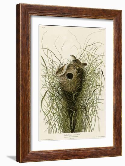 Nuttall's Lesser-Marsh Wren-null-Framed Giclee Print