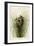 Nuttall's Lesser-Marsh Wren-null-Framed Giclee Print