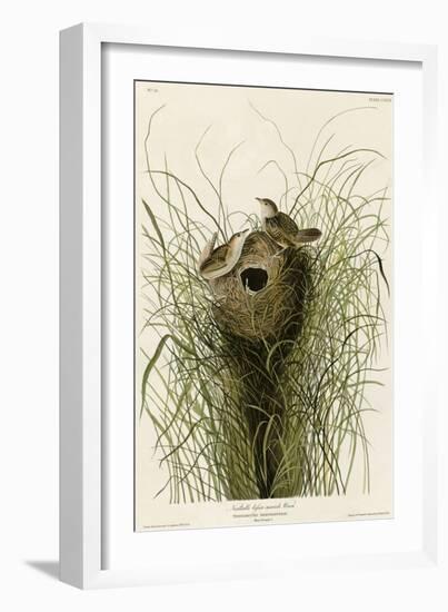 Nuttall's Lesser-Marsh Wren-null-Framed Giclee Print