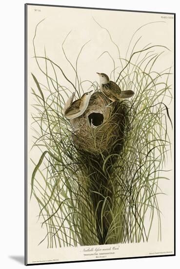 Nuttall's Lesser-Marsh Wren-null-Mounted Giclee Print