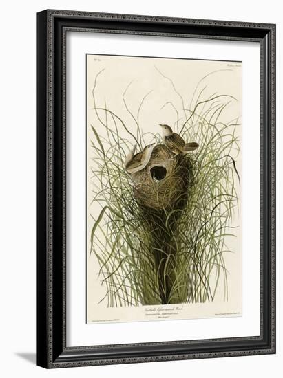 Nuttall's Lesser-Marsh Wren-null-Framed Giclee Print