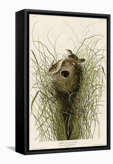 Nuttall's Lesser-Marsh Wren-null-Framed Premier Image Canvas