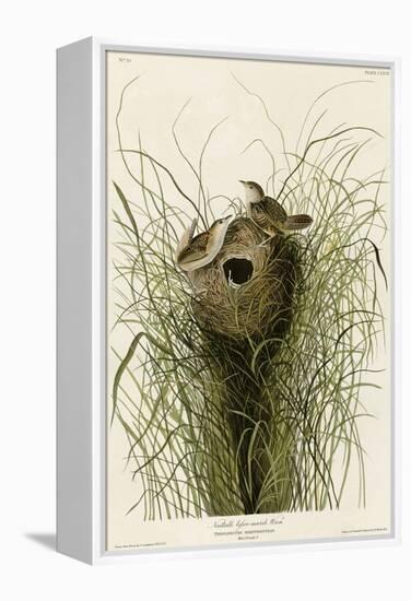 Nuttall's Lesser-Marsh Wren-null-Framed Premier Image Canvas