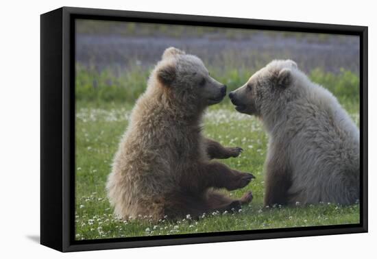 Nuzzling Grizzly Bear Cubs-W. Perry Conway-Framed Premier Image Canvas