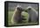 Nuzzling Grizzly Bear Cubs-W. Perry Conway-Framed Premier Image Canvas