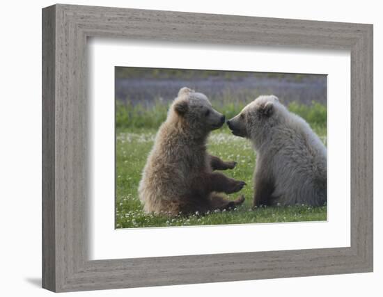 Nuzzling Grizzly Bear Cubs-W. Perry Conway-Framed Photographic Print