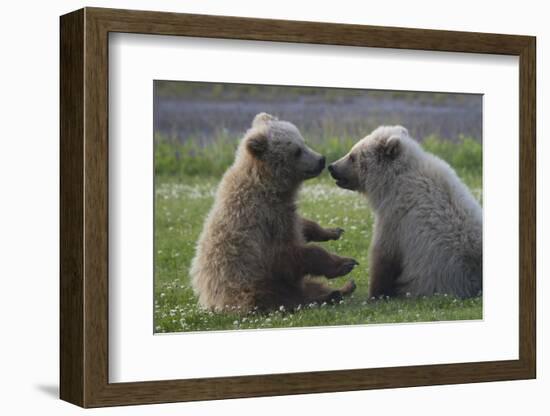 Nuzzling Grizzly Bear Cubs-W. Perry Conway-Framed Photographic Print