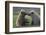 Nuzzling Grizzly Bear Cubs-W. Perry Conway-Framed Photographic Print