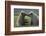 Nuzzling Grizzly Bear Cubs-W. Perry Conway-Framed Photographic Print