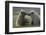 Nuzzling Grizzly Bear Cubs-W. Perry Conway-Framed Photographic Print