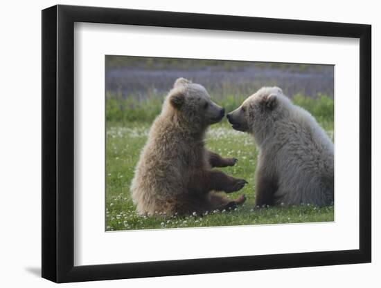 Nuzzling Grizzly Bear Cubs-W. Perry Conway-Framed Photographic Print