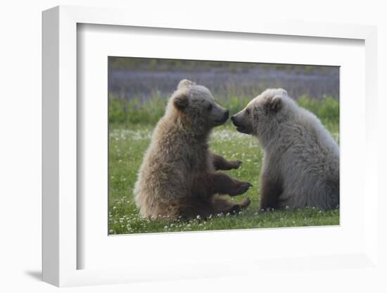 Nuzzling Grizzly Bear Cubs-W. Perry Conway-Framed Photographic Print