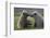 Nuzzling Grizzly Bear Cubs-W. Perry Conway-Framed Photographic Print