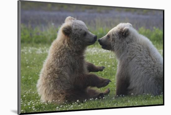 Nuzzling Grizzly Bear Cubs-W. Perry Conway-Mounted Photographic Print
