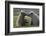 Nuzzling Grizzly Bear Cubs-W. Perry Conway-Framed Photographic Print