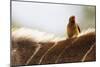 Nyala antelope with oxpecker on its back, Kruger Nat'l Park, South Africa, Africa-Christian Kober-Mounted Photographic Print