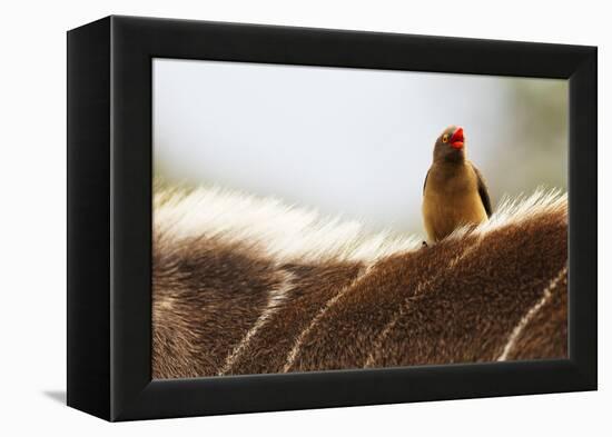 Nyala antelope with oxpecker on its back, Kruger Nat'l Park, South Africa, Africa-Christian Kober-Framed Premier Image Canvas