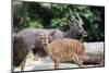 Nyala Male and Female Pair-jpldesigns-Mounted Photographic Print
