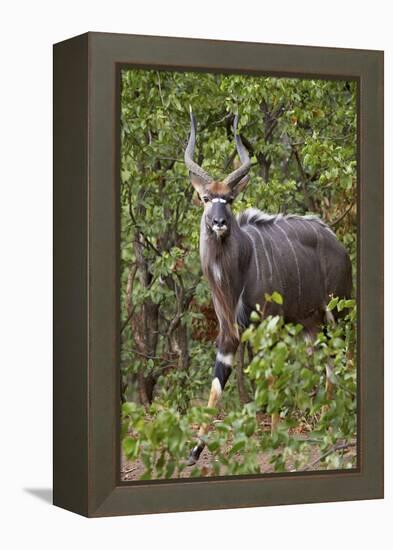 Nyala (Tragelaphus Angasii) Buck, Kruger National Park, South Africa, Africa-James Hager-Framed Premier Image Canvas