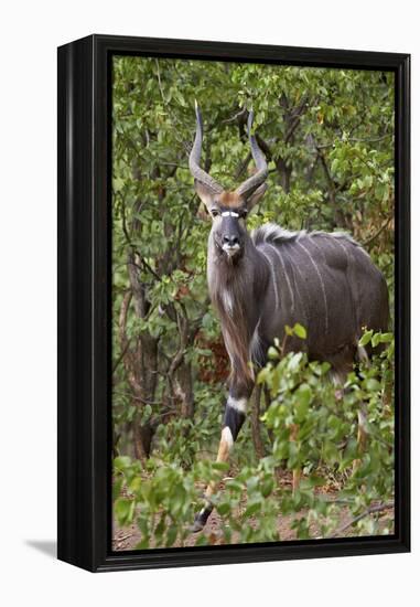 Nyala (Tragelaphus Angasii) Buck, Kruger National Park, South Africa, Africa-James Hager-Framed Premier Image Canvas