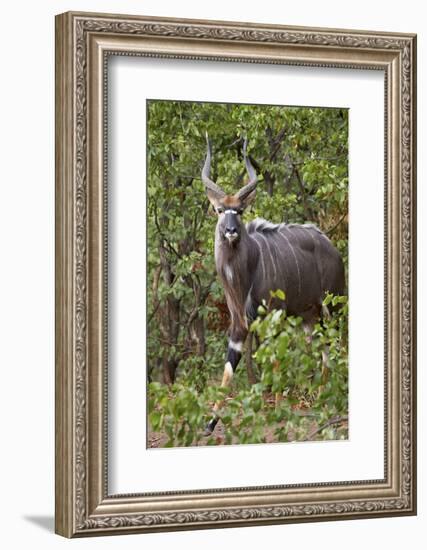 Nyala (Tragelaphus Angasii) Buck, Kruger National Park, South Africa, Africa-James Hager-Framed Photographic Print