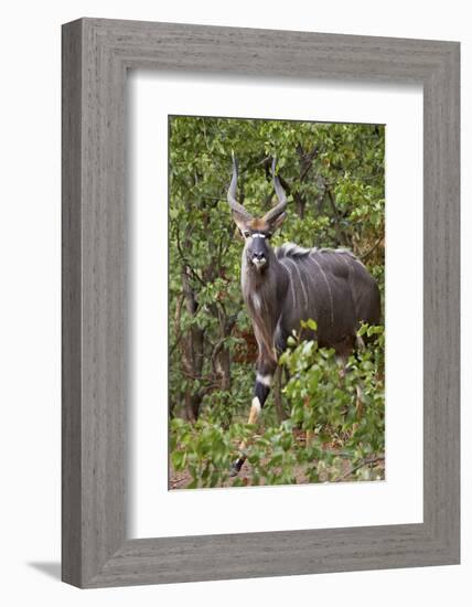 Nyala (Tragelaphus Angasii) Buck, Kruger National Park, South Africa, Africa-James Hager-Framed Photographic Print