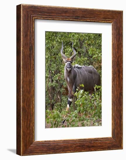 Nyala (Tragelaphus Angasii) Buck, Kruger National Park, South Africa, Africa-James Hager-Framed Photographic Print