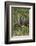 Nyala (Tragelaphus Angasii) Buck, Kruger National Park, South Africa, Africa-James Hager-Framed Photographic Print