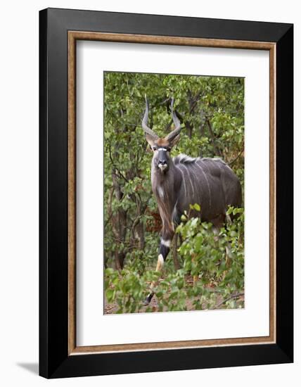 Nyala (Tragelaphus Angasii) Buck, Kruger National Park, South Africa, Africa-James Hager-Framed Photographic Print