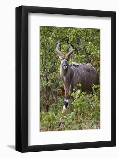 Nyala (Tragelaphus Angasii) Buck, Kruger National Park, South Africa, Africa-James Hager-Framed Photographic Print