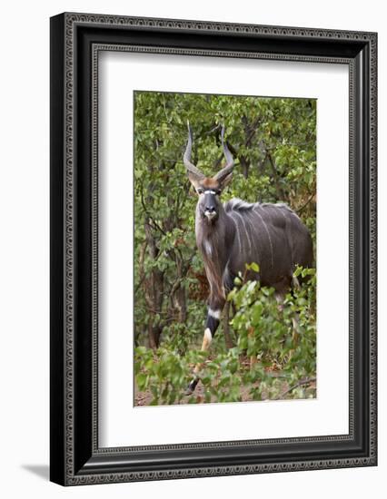 Nyala (Tragelaphus Angasii) Buck, Kruger National Park, South Africa, Africa-James Hager-Framed Photographic Print