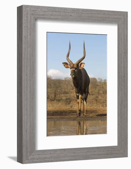 Nyala (Tragelaphus angasii) male at water, Zimanga private game reserve, KwaZulu-Natal-Ann and Steve Toon-Framed Photographic Print