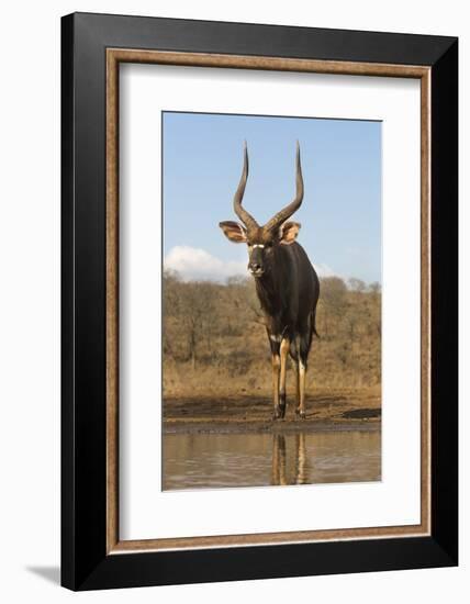 Nyala (Tragelaphus angasii) male at water, Zimanga private game reserve, KwaZulu-Natal-Ann and Steve Toon-Framed Photographic Print