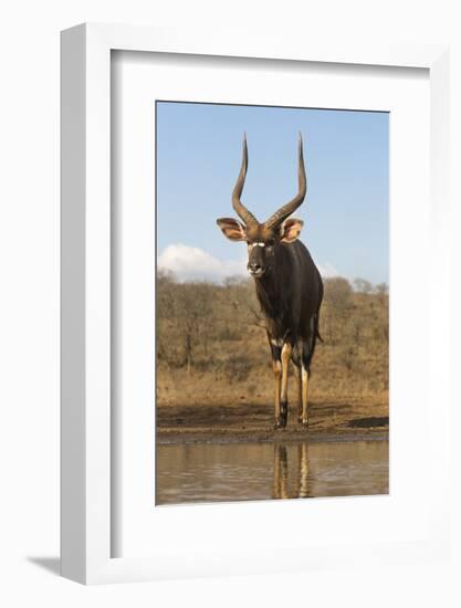 Nyala (Tragelaphus angasii) male at water, Zimanga private game reserve, KwaZulu-Natal-Ann and Steve Toon-Framed Photographic Print