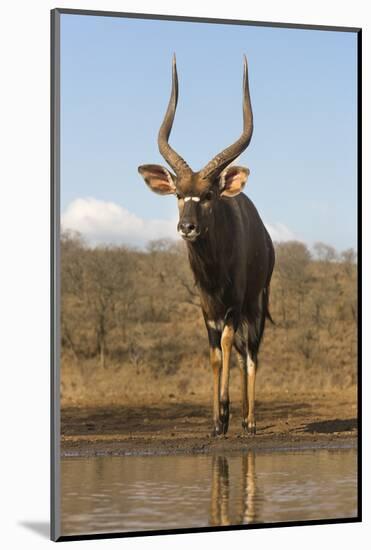 Nyala (Tragelaphus angasii) male at water, Zimanga private game reserve, KwaZulu-Natal-Ann and Steve Toon-Mounted Photographic Print