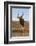 Nyala (Tragelaphus angasii) male at water, Zimanga private game reserve, KwaZulu-Natal-Ann and Steve Toon-Framed Photographic Print