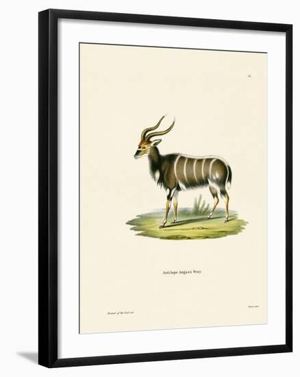 Nyala-null-Framed Giclee Print