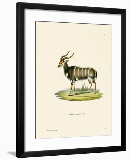 Nyala-null-Framed Giclee Print