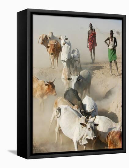 Nyangatom Herdsmen Leading Cattle over Arid Plain to Omo River, Omo River Valley, Ethiopia-Alison Jones-Framed Premier Image Canvas