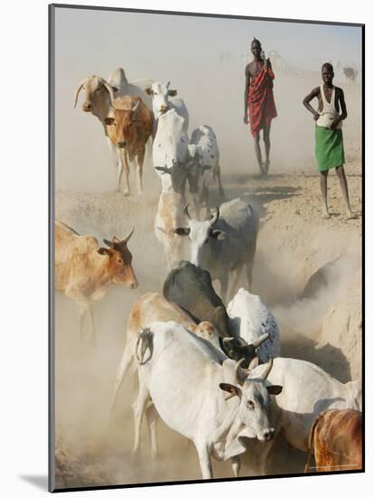 Nyangatom Herdsmen Leading Cattle over Arid Plain to Omo River, Omo River Valley, Ethiopia-Alison Jones-Mounted Photographic Print