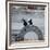 NYC Japanese Bridge-Banksy-Framed Giclee Print