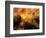 Nyc Sunlight-rolffimages-Framed Art Print