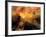 Nyc Sunlight-rolffimages-Framed Art Print